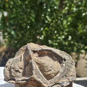 Septaria Grezza Marocco