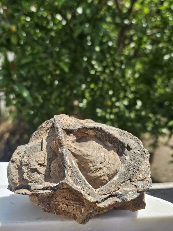 Septaria Grezza Marocco