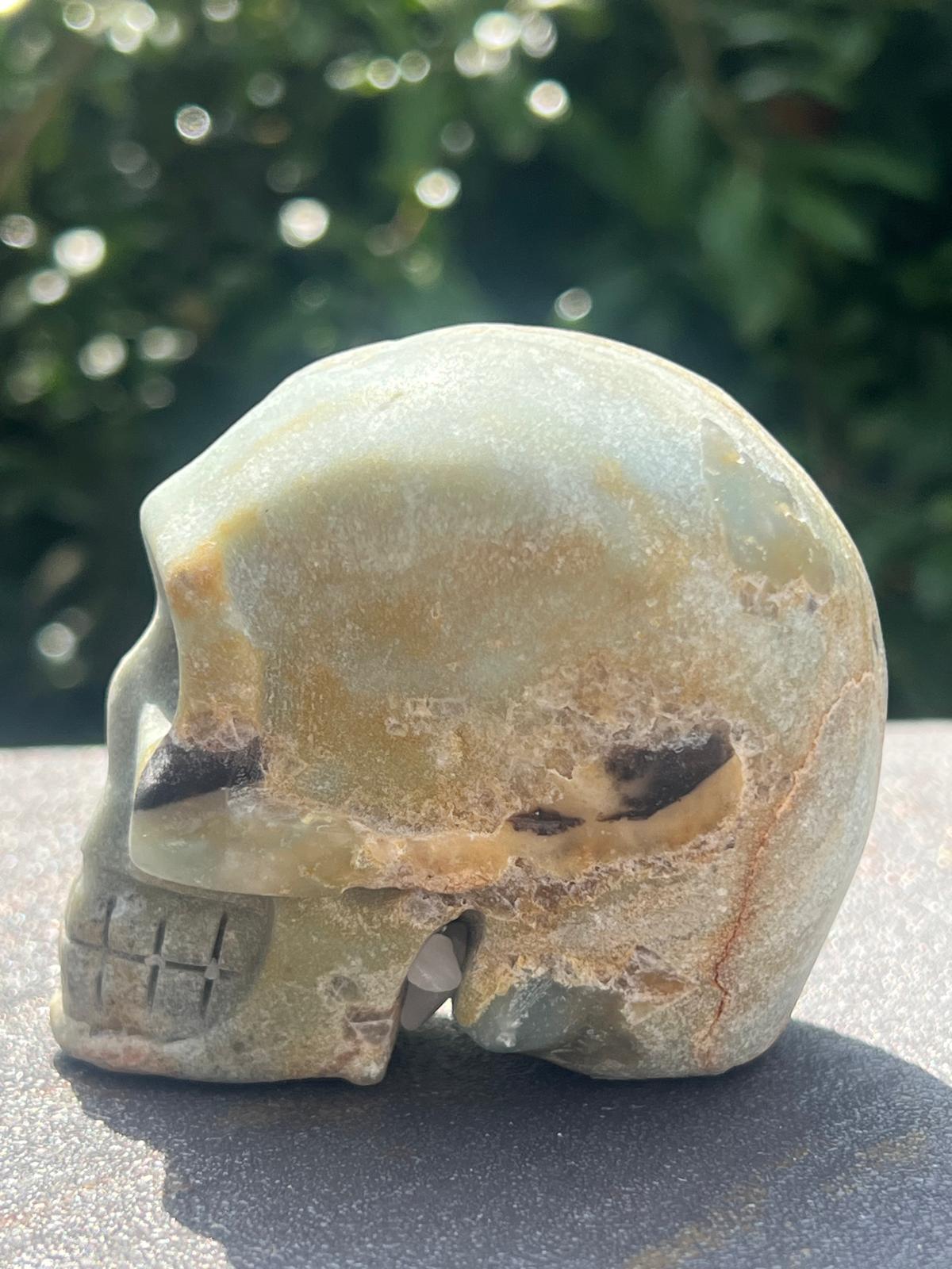 Teschio Calcite Caraibica 388 - immagine 4